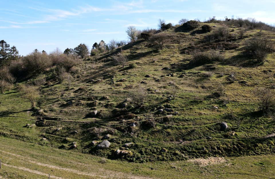 Langbjerg i Mols Bjerge, der rummer den store stenstrøning, er en af mange opskubbet bakkerygge – sideskub fra den gletsjer, der for 18.000 år siden masede sig ind i Ebeltoft og Kalø Vig. Foto: Hother Hennings.