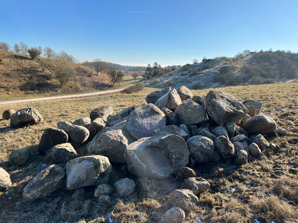 Lige nu er stenene placeret i 16 store bunker, men snart bliver de fordelt ud i landskabet ligesom det ses på Langbjergbakken (som kan ses i baggrunden). Foto: Nationalpark Mols Bjerge.
